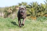 CANE CORSO 394